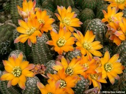 Rebutia diersiana 